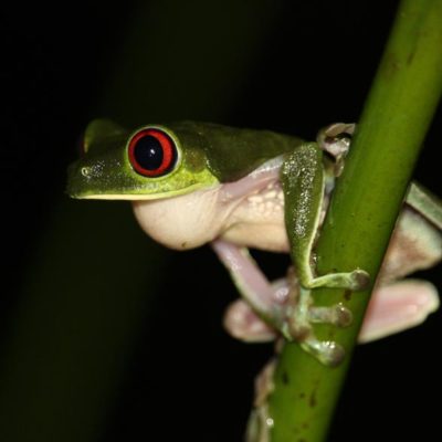 Osa Peninsula & Corcovado National Park - Lapa Rios Lodge, Osa ...